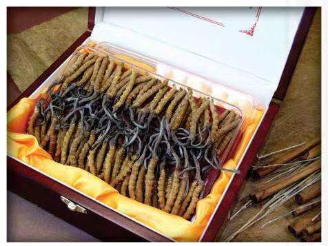 峪泉镇冬虫夏草回收